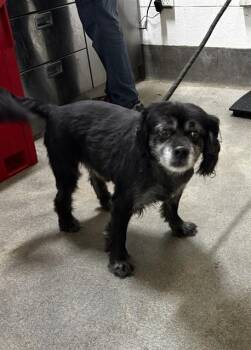 AVERY -  Pomeranian and Mixed Breed Dog for Adoption - AVERY | PetCurious