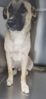 Ic 15 Otto -  Shepherd Dog for Adoption in Lawrenceville, Georgia - Ic 15 Otto | PetCurious