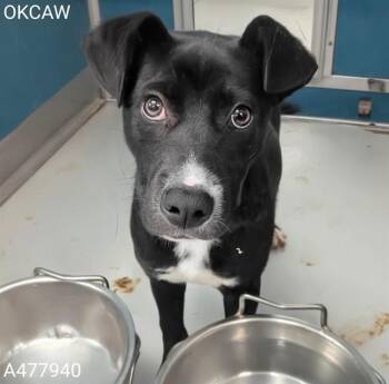 COOKIE -  Australian Kelpie Dog for Adoption in Oklahoma City, Oklahoma - COOKIE | PetCurious