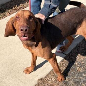 Mixed Breed Dogs Available for Adoption - Hope | PetCurious