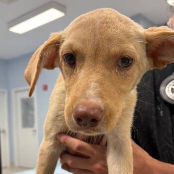 Sky -  Mixed Breed Dog for Adoption in Milton, Florida - Sky | PetCurious