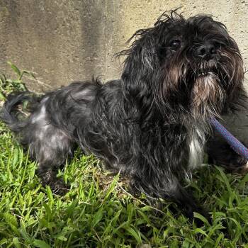 Tibbie -  Shih Tzu and Schnauzer Dog for Adoption in Warrensburg, Missouri - Tibbie | PetCurious