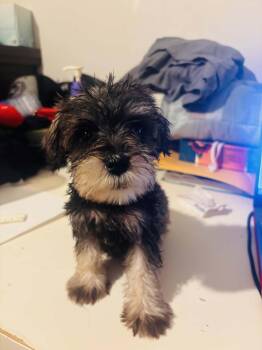 Daisy -  Schnauzer and Maltese Dog for Adoption in Joshua, Texas - Daisy | PetCurious