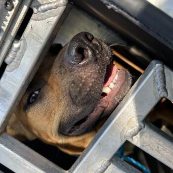 Roro -  Mixed Breed Dog for Adoption in Greensboro, North Carolina - Roro | PetCurious