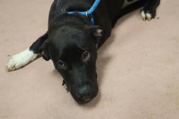 BOOP -  Mixed Breed Dog for Adoption in Columbia, South Carolina - BOOP | PetCurious