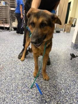 A1932152 -  German Shepherd Dog Dog for Adoption in Thousand Palms, California - A1932152 | PetCurious