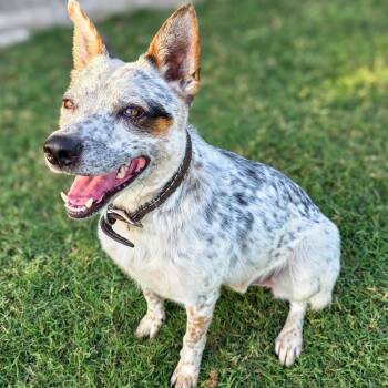 Stetson -  Australian Cattle Dog Blue Heeler Dog for Adoption in Gainesville, Texas - Stetson | PetCurious