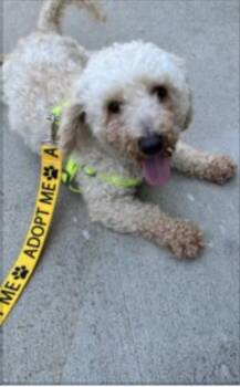 Poodle Dogs Available for Adoption in Norfolk, Virginia - Kolbe | PetCurious