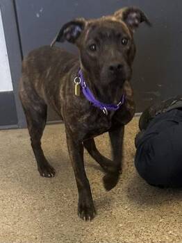 Dreamsicle -  Pit Bull Terrier Dog Available for Adoption in Cleveland, Ohio - Dreamsicle | PetCurious