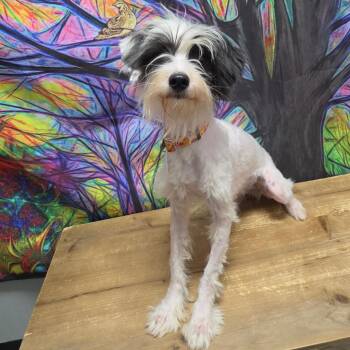 Sophia -  Wirehaired Terrier Dog for Adoption in Normal, Illinois - Sophia | PetCurious