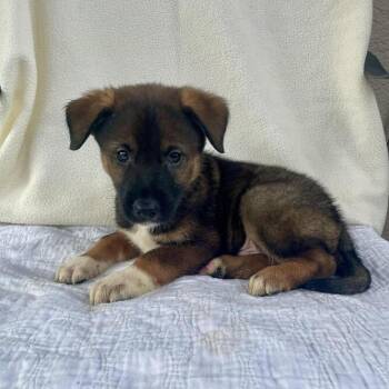 German Shepherd Dog and Husky Dogs Available for Adoption - King Kandy | PetCurious