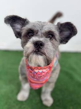 Schnauzer and Border Terrier Dogs Available for Adoption in Carlsbad, California - Silverbelle | PetCurious