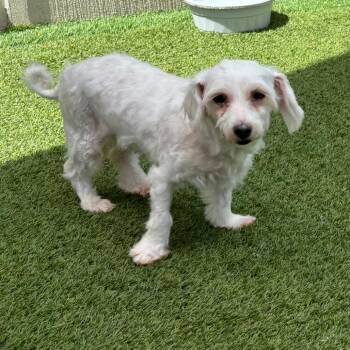 Maltese Dogs Available for Adoption - Star 6993 | PetCurious