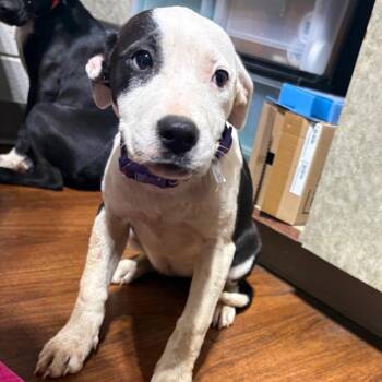 Mixed Breed Dogs Available for Adoption in Milton, Florida - Rosalita | PetCurious