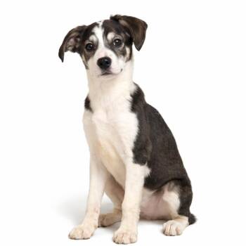 Chihuahua and Mountain Cur Dogs Available for Adoption - Zoey | PetCurious