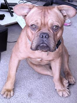 Rescue Bulldog Dogs for Adoption in Santa Monica, California - Piggy | PetCurious