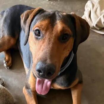 Rottweiler and Mixed Breed Dogs Available for Adoption in Polk, Ohio - Earl | PetCurious