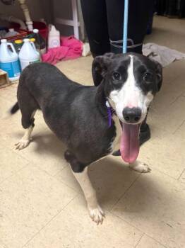 Mixed Breed Dogs Available for Adoption in Chillicothe, Ohio - Ford Ranger | PetCurious
