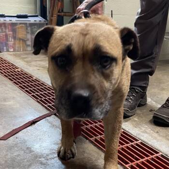 Dolly -  Mixed Breed Dog for Adoption in Eureka Springs, Arkansas - Dolly | PetCurious