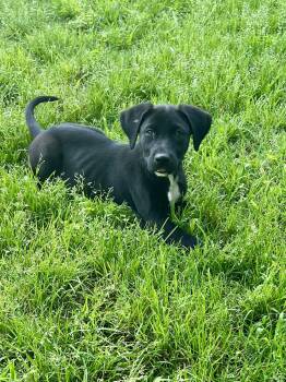 Labrador Retriever Dogs Available for Adoption in Rockaway, New Jersey - Pixie Lonestar | PetCurious