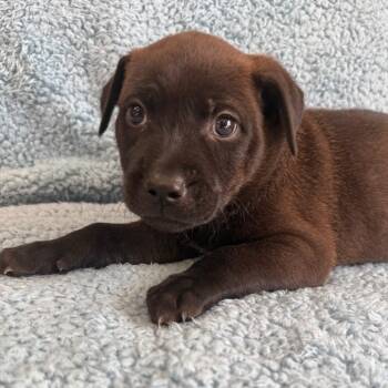 Diesel -  Cattle Dog and Mixed Breed Dog for Adoption in St. Peters, Missouri - Diesel | PetCurious