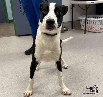 Java -  Labrador Retriever and Terrier Dog for Adoption in Washington, District Of Columbia - Java | PetCurious