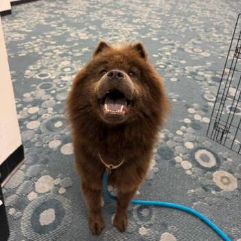 Avani -  Chow Chow and Mixed Breed Dog for Adoption in Fredericksburg, Virginia - Avani | PetCurious