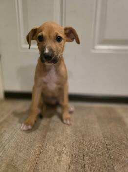 Rigley -  Terrier Dog for Adoption in New London, Wisconsin - Rigley | PetCurious