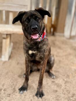 Roxy2 -  Shepherd and Mastiff Dog for Adoption in Muskegon, Michigan - Roxy2 | PetCurious