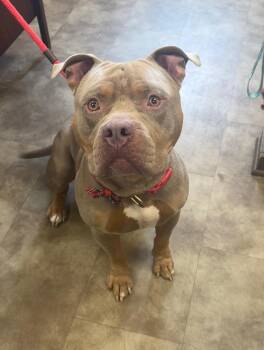Hercules -  American Bulldog and Pit Bull Terrier Dog for Adoption in Springfield, Ohio - Hercules | PetCurious