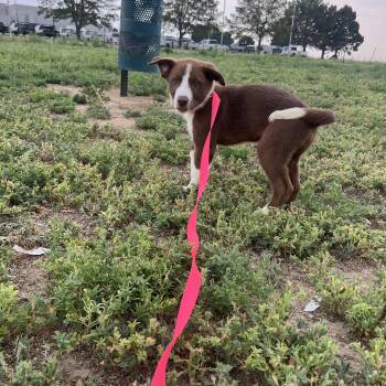 Alfie -  Chocolate Labrador Retriever Dog for Adoption in Fort Collins, Colorado - Alfie | PetCurious