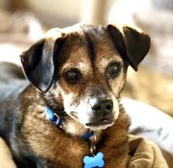 Puggle Dogs Available for Adoption in Whitewater, Wisconsin - Jax | PetCurious