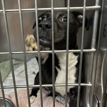 Terrier Dogs Available for Adoption - Sweetie Lou | PetCurious