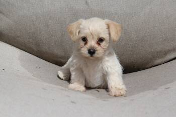 Isadora -  Shih Tzu and Yorkshire Terrier Dog for Adoption in Monroe, North Carolina - Isadora | PetCurious
