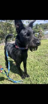 Schnauzer and Scottish Terrier Dogs Available for Adoption - Guinness  | PetCurious