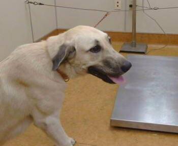 NARI -  Anatolian Shepherd Dog for Adoption in Sacramento, California - NARI | PetCurious