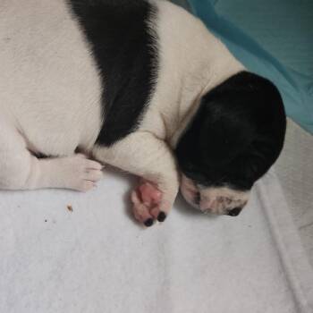 Firefly -  Beagle Dog for Adoption in Rockville, Maryland - Firefly | PetCurious