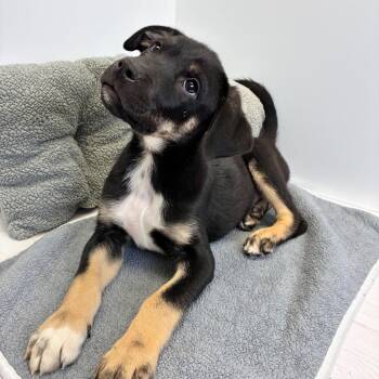 Shepherd and Labrador Retriever Dogs Available for Adoption in Dayton, Ohio - Mirabelle | PetCurious