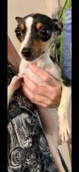 Anna -  Chihuahua Dog for Adoption in Tifton, Georgia - Anna | PetCurious