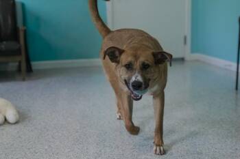 Hank -  German Shepherd Dog Dog for Adoption in Hutchinson, Minnesota - Hank | PetCurious