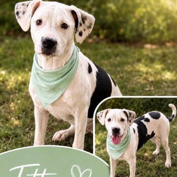 Tottie -  Terrier and Mixed Breed Dog for Adoption in Hackett, Arkansas - Tottie | PetCurious