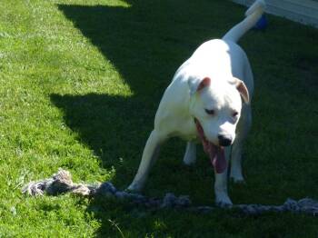 Ranger -  Staffordshire Bull Terrier Dog for Adoption in Ogdensburg, New York - Ranger | PetCurious