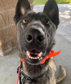 Rescue Belgian Shepherd Malinois Dogs for Adoption in San Marcos, California - How About A Young Tripod? | PetCurious