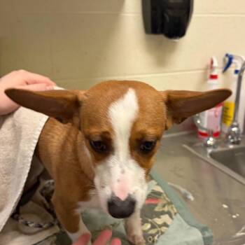 Mixed Breed Dogs Available for Adoption in Asheville, North Carolina - Snoopy | PetCurious