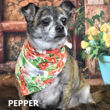 PEPPER -  Chihuahua and Corgi Dog for Adoption in Marana, Arizona - PEPPER | PetCurious