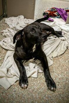 BONBON -  Labrador Retriever Dog for Adoption in Clyde, North Carolina - BONBON | PetCurious