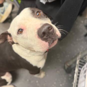 Issac -  Mixed Breed Dog for Adoption in Columbiana, Alabama - Issac | PetCurious