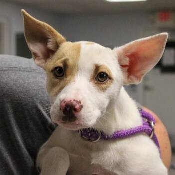 Mixed Breed Dogs Available for Adoption in South Elgin, Illinois - Ruby | PetCurious