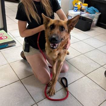 German Shepherd Dog Dogs Available for Adoption in Savannah, Georgia - JT Litter Momma | PetCurious