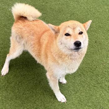 Brick House 9147 -  Shiba Inu Dog for Adoption in Loxahatchee Groves, Florida - Brick House 9147 | PetCurious